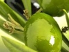 olive_olio_big