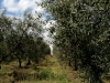 nostrialberi