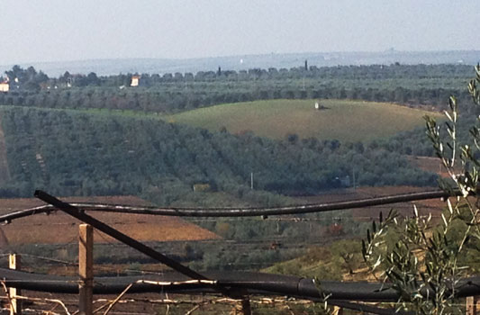 Il Terreno e gli alberi di Ulivo