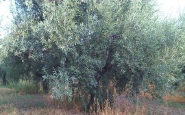 albero
