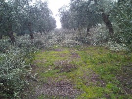 i primi alberi potati