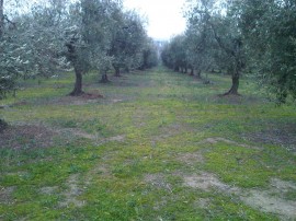 oliveto non potato alle 6 oliveto non potato alle 6