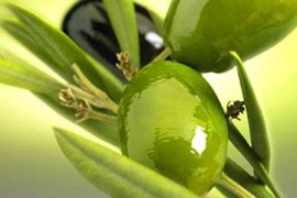 olive.olio