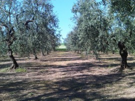 oliveto dopo trinciatura