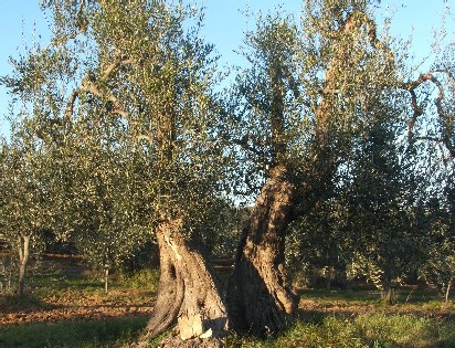 oliveto_2